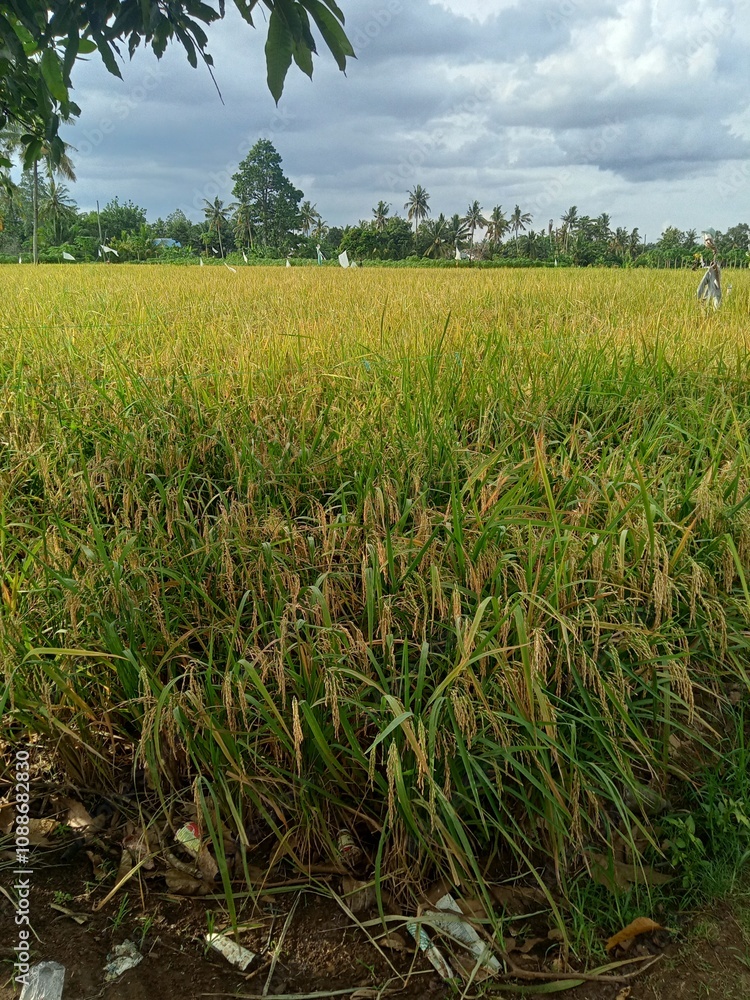 Padi menguning di persawahan