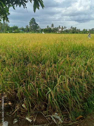 Padi menguning di persawahan photo