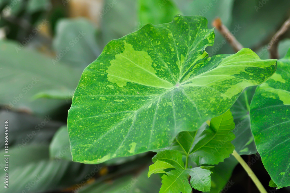 Obraz premium Colocasia esculenta midori sour, Colocasia ,midori sour or Colocasia plant or bicolor Colocasia