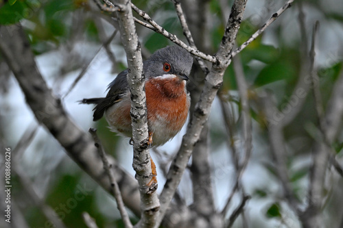 Eastern Subalpine Warbler // Balkan-Bartgrasmücke, Weißbartgrasmücke (Curruca cantillans) - Greece photo