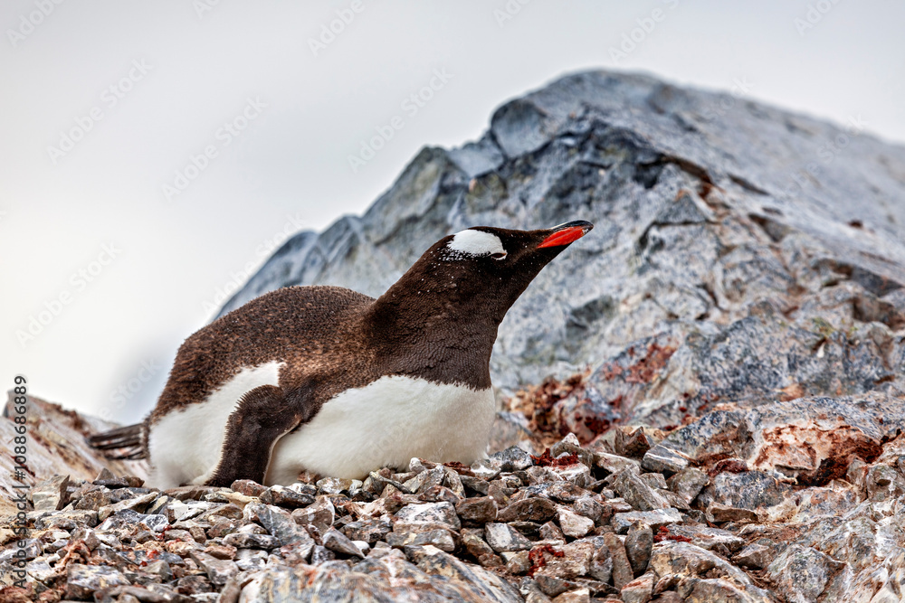 Obraz premium Gentoo Penguins in the Antarctic Area
