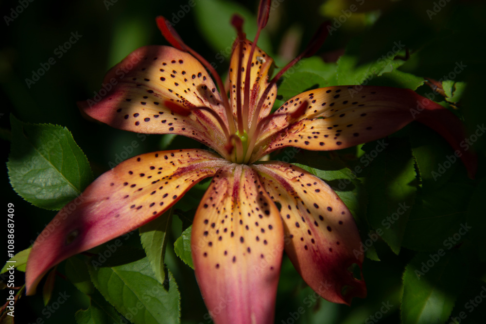 Beautiful pink tiger lily close up on blurred background of green leaves in garden in summer Beautiful pink tiger lily close up on blurred background of green leaves in garden in summer