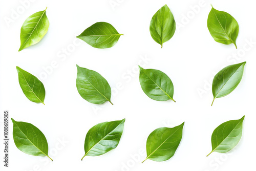 Fresh green leaves arranged in grid pattern, showcasing various shapes and sizes. vibrant colors and textures highlight beauty of nature