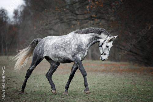 Canvas Print young grey dapple horse trotting outside in autumn