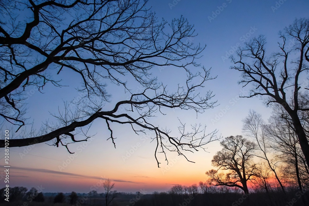 Bare branches of trees etched against the sky like a delicate pen and ink drawing at twilight, silhouetted, atmospheric
