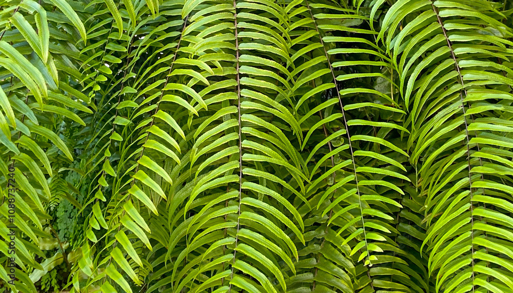 Nephrolepis biserrata or Giant sword fern in a tropical garden close up.Green leaves background.Selective focus. Nephrolepis biserrata or Giant sword fern in a tropical garden close up.Green leaves background.Selective focus.