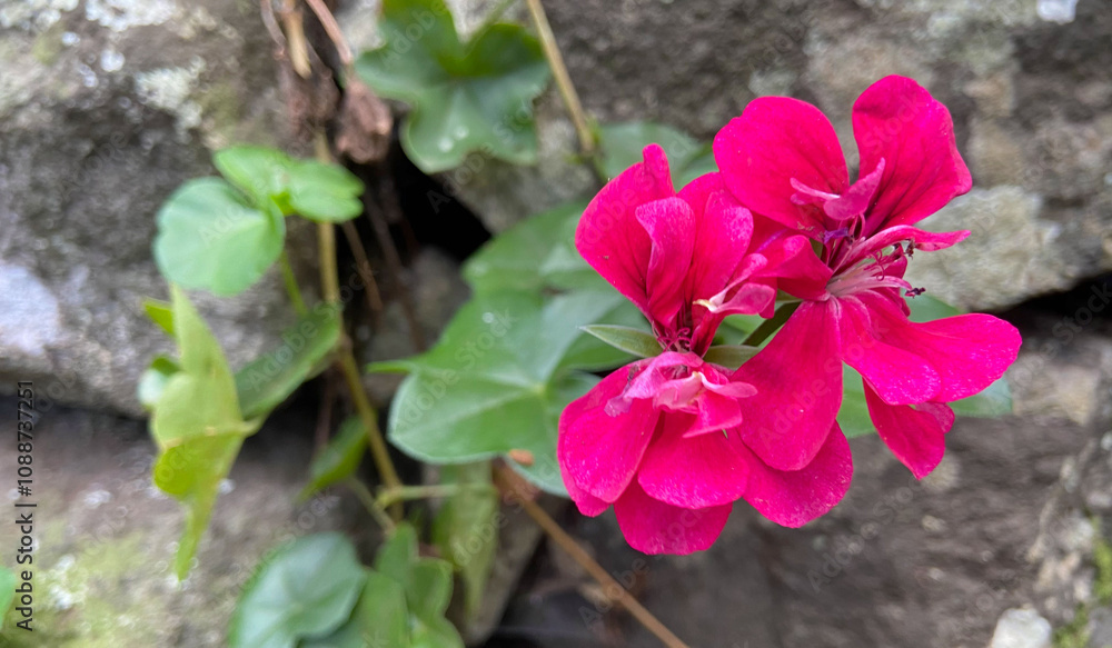 Pink geranium flowers in the garden.Pelargonium peltatum is a popular ornamental plant. Pink geranium flowers in the garden.Pelargonium peltatum is a popular ornamental plant.