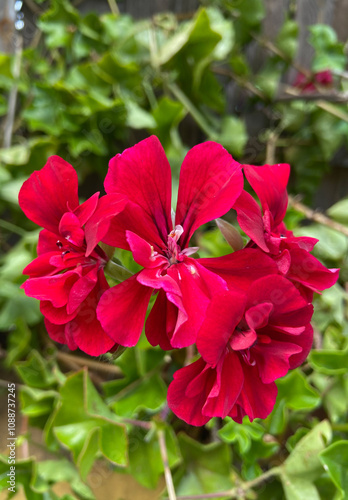 Red purple geranium flowers in the garden.Pelargonium peltatum is a popular ornamental plant.