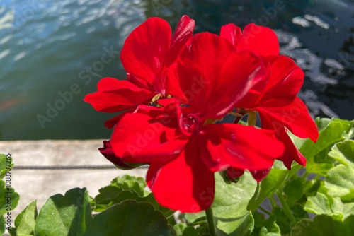 Red geranium flowers in the garden.Pelargonium zonale is a popular ornamental plant.Selective focus.
 photo