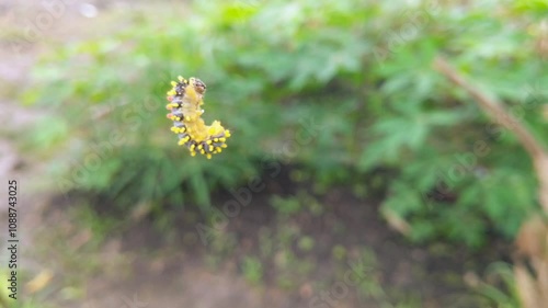 The Baltimore Checkerspot Butterfly caterpillar is hanging photo