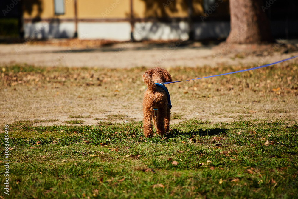 Fototapeta premium 秋の昼の公園で遊んでいる可愛いトイプードルの姿