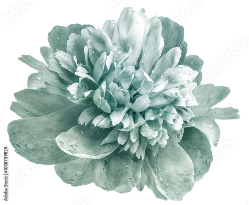 Green  peony flower  on white isolated background with clipping pa photo