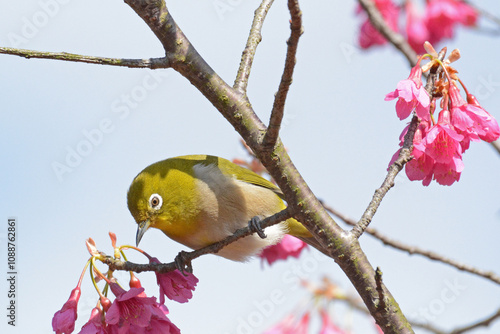 福智山ろく花公園の桜とメジロ photo