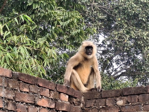 Photography A solitary langur monkey sits peacefully on a terrace, delicately eating, its long tail curled and expressive eyes alert