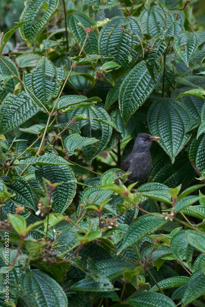 The Mauritius Black Bulbul, a passerine bird endemic to Mauritius, in its natural habitat The Mauritius Black Bulbul, a passerine bird endemic to Mauritius, in its natural habitat