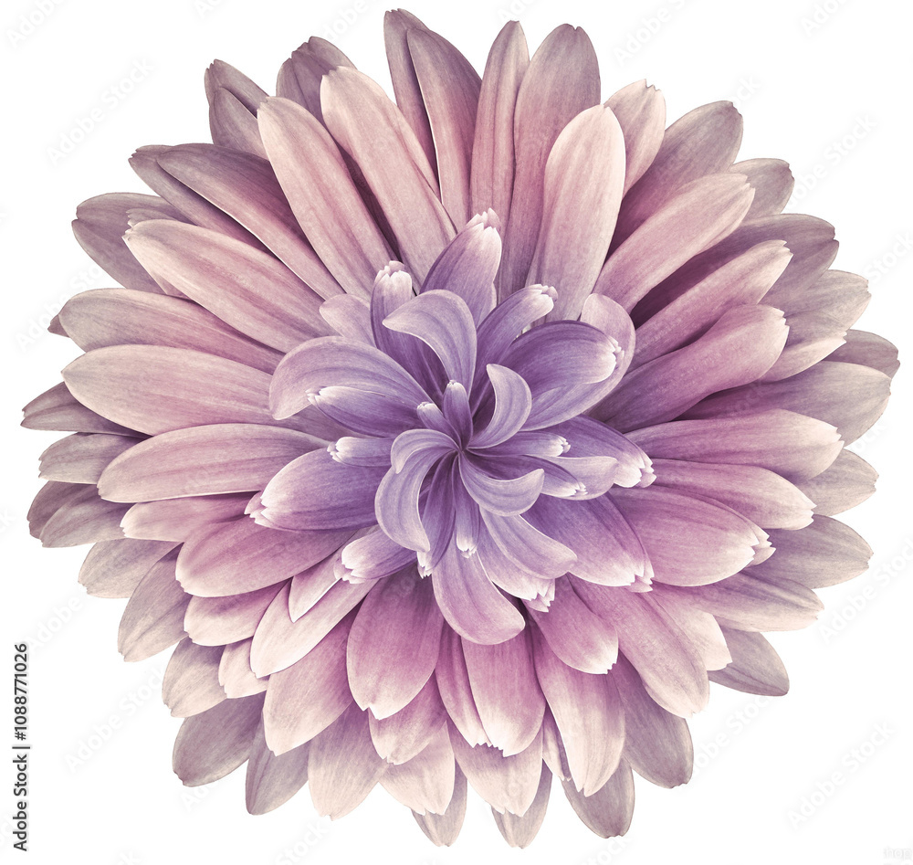 Pink flower on a white isolated background with clipping path. Closeup. Nature. Pink flower on a white isolated background with clipping path. Closeup. Nature.