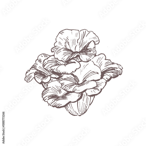 Maitake mushroom hand drawn sketch illustration isolated on white