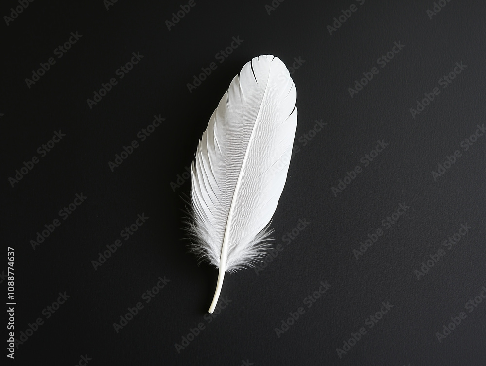 A single white feather against a black background, showcasing the soft texture and fine details of the feather. A single white feather against a black background, showcasing the soft texture and fine details of the feather.