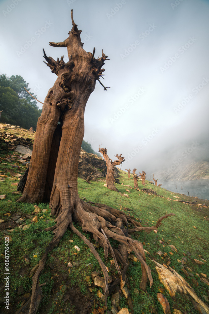 Impressive petrified trunk of a chestnut tree Impressive petrified trunk of a chestnut tree
