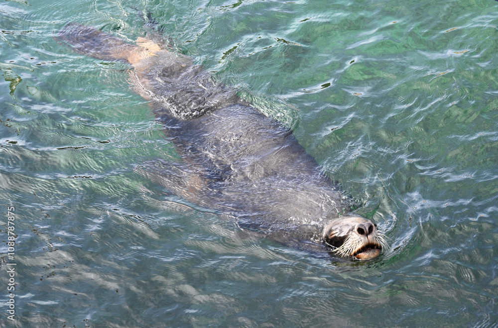 Fototapeta premium A south america sea lion swimming in the ocean