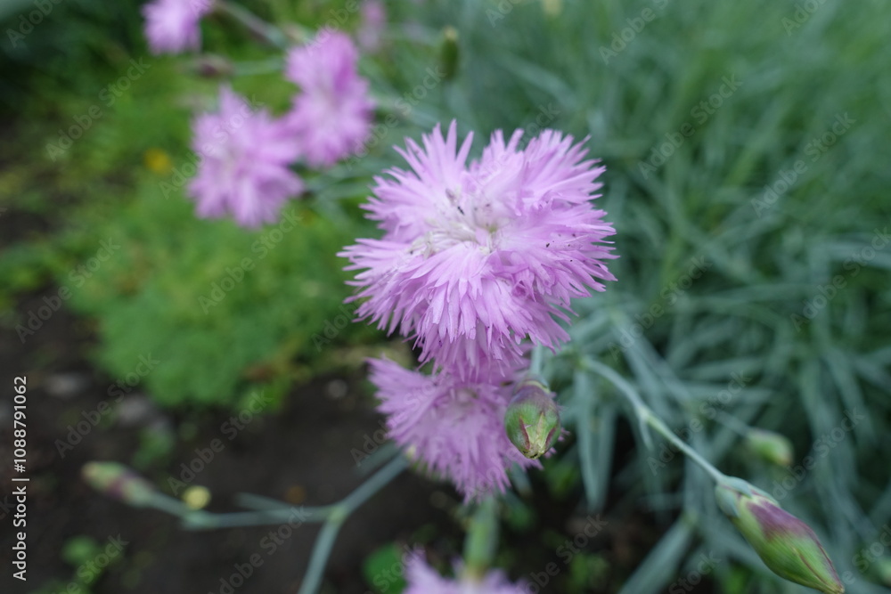 Close up of light pink double flower of Dianthus in June Close up of light pink double flower of Dianthus in June
