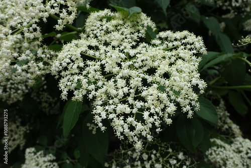 Plentiful white flowers of European black elderberry in June photo