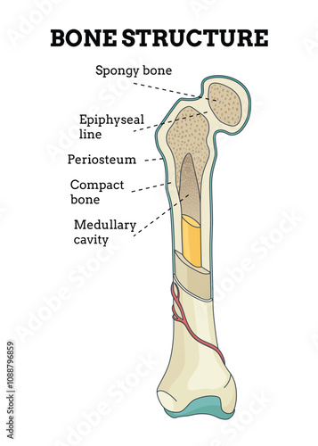 Bone structure. Biology educational poster design. Scheme of human bone anatomy. Flat vector illustration with detailed information isolated on white background