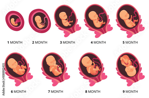 Obraz na płótnie Embryo month stage growth, fetal development vector flat infographic icons. Medical illustration of foetus cycle from 1 to 9 month to birth w salonie