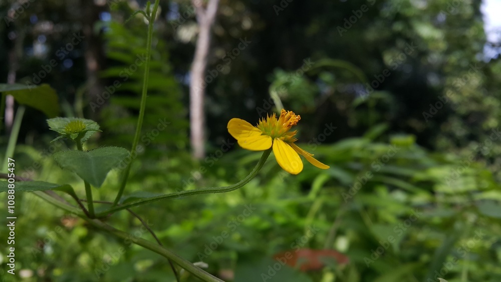 Obraz premium Very beautiful Wollastonia biflora flower background. This plant can treat insect bites, lacerations, festering wounds, swelling, heat or fever, and itching.