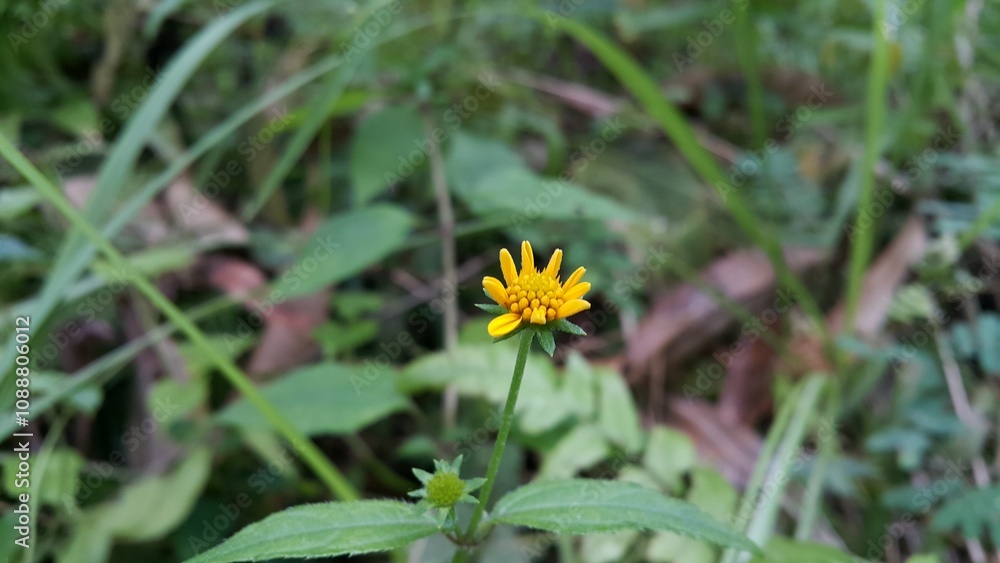 Unblown Wollastonia biflora flower background. Photo taken in the mountains. Unblown Wollastonia biflora flower background. Photo taken in the mountains.