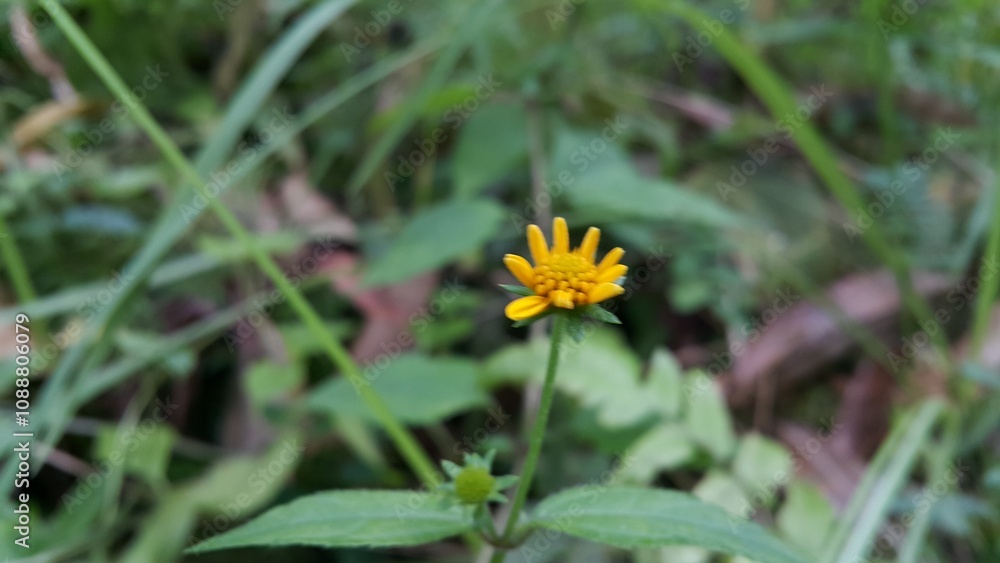Unblown Wollastonia biflora flower background. Photo taken in the mountains. Unblown Wollastonia biflora flower background. Photo taken in the mountains.