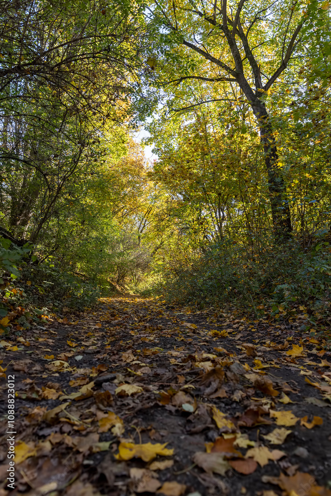Obraz premium trees during the fall of yellowed foliage in the park