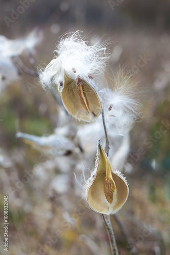 Milkweed seed pods.Macro close up. Silk. Monarch butterflies.silky swallow-wort. Butterfly weed. Natural habitat. Virginia silkweed. High quality photo photo