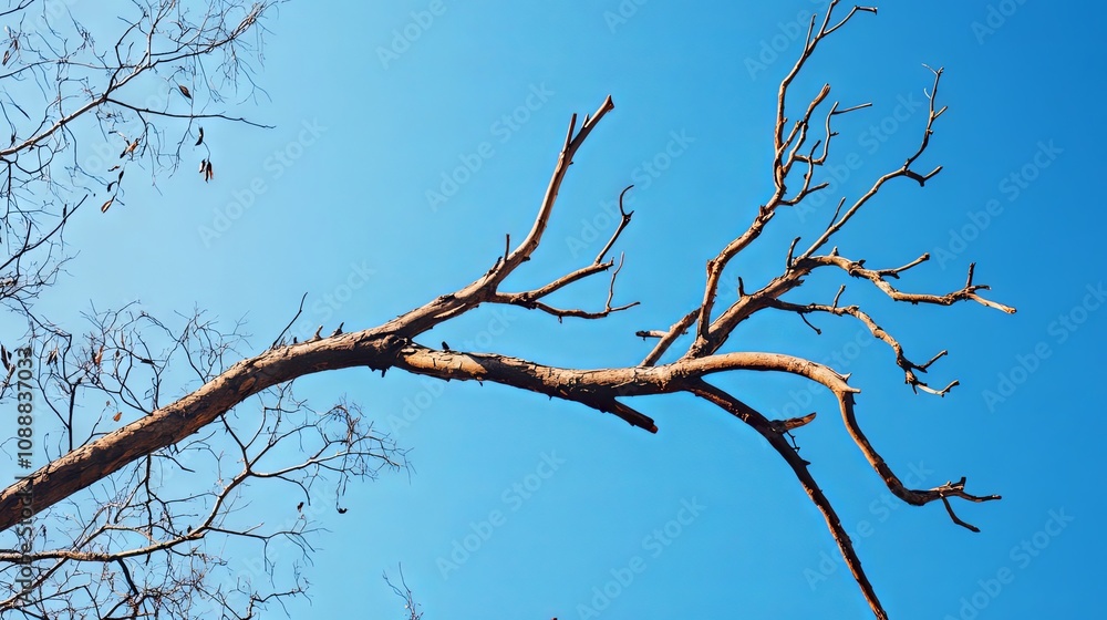 Bare Tree Branches Against a Blue Sky Bare Tree Branches Against a Blue Sky