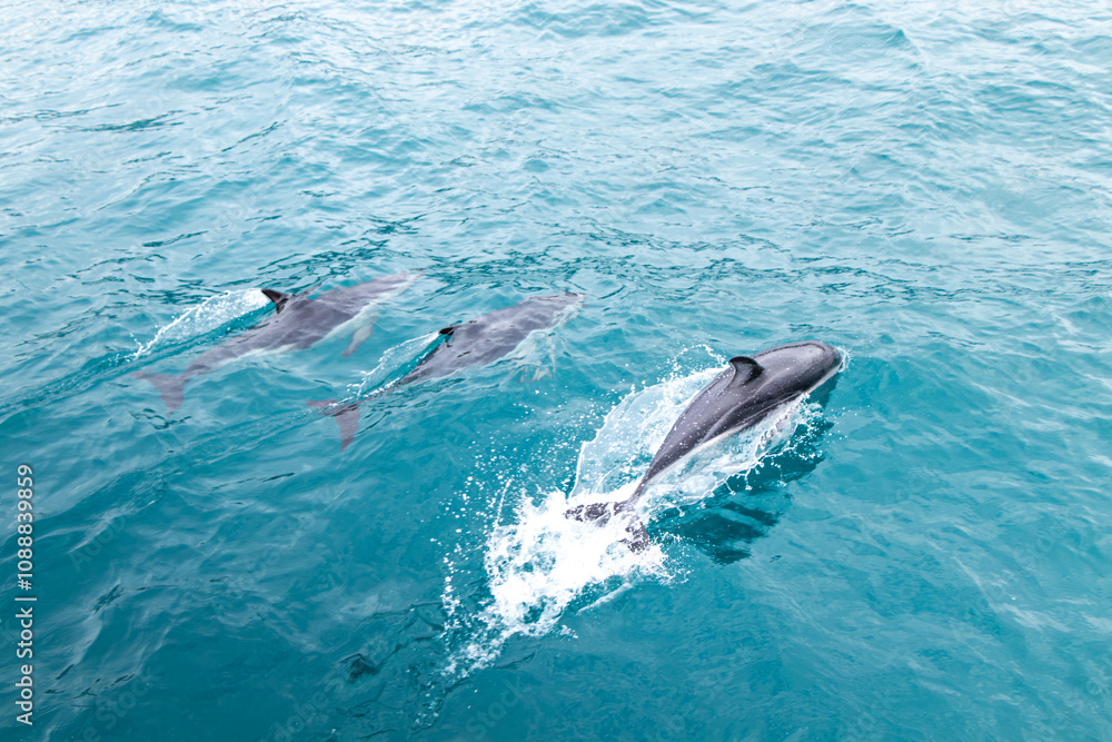 Fototapeta premium A pod of dolphins having a fun time