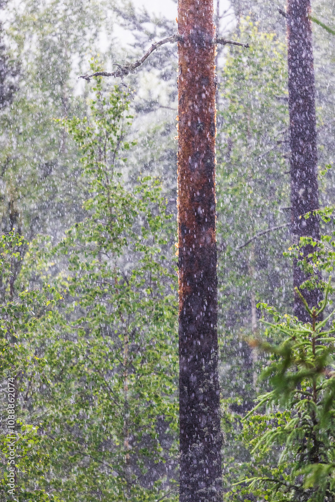 Obraz premium Summer rain next to forest