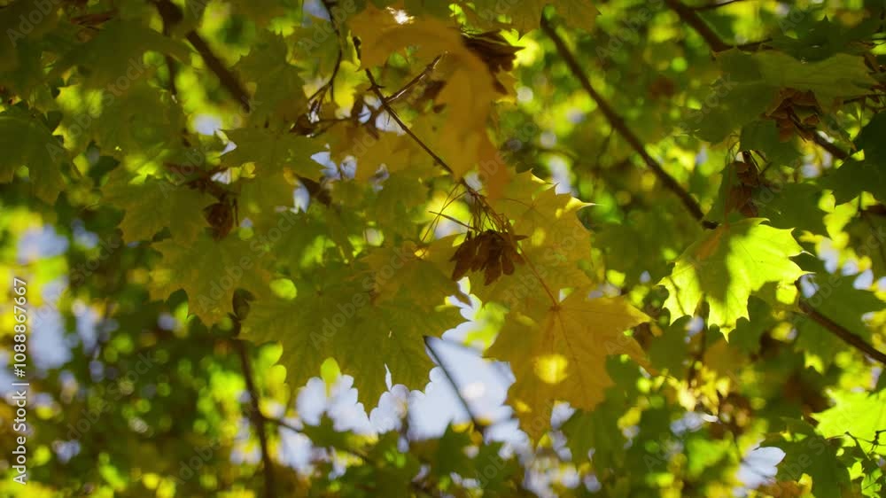 Maple Leaves in Sunlight with Green and Yellow Hues Maple Leaves in Sunlight with Green and Yellow Hues