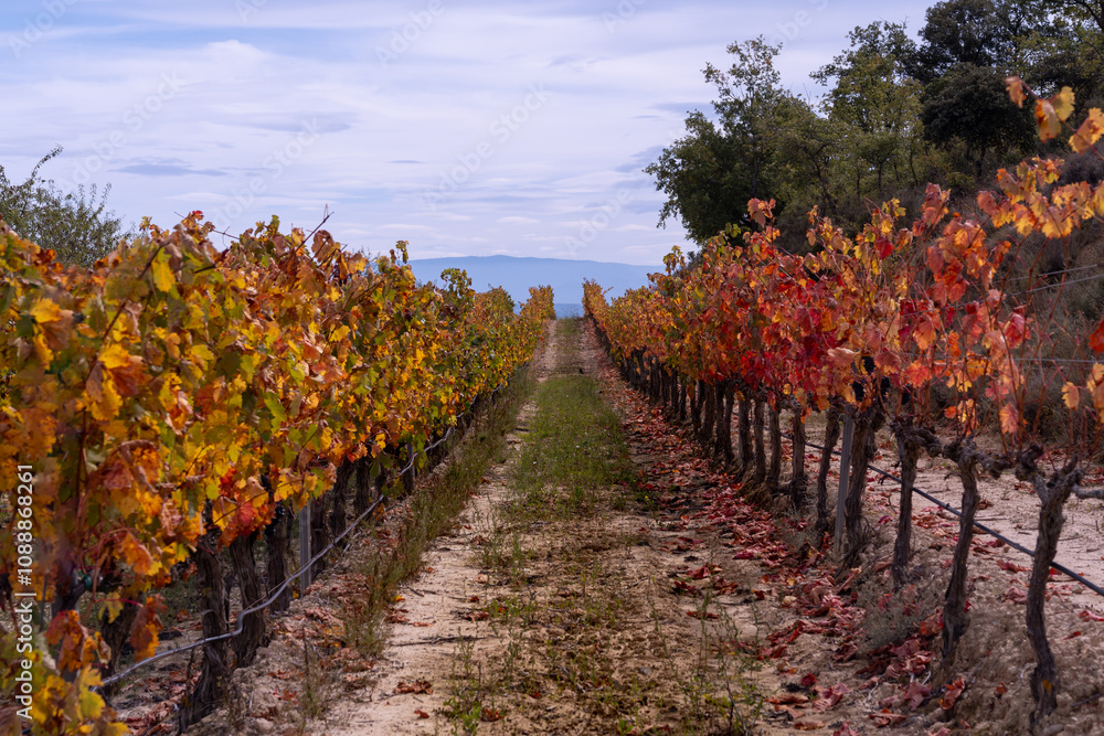 Naklejka premium Rioja colourful vineyards in autumn