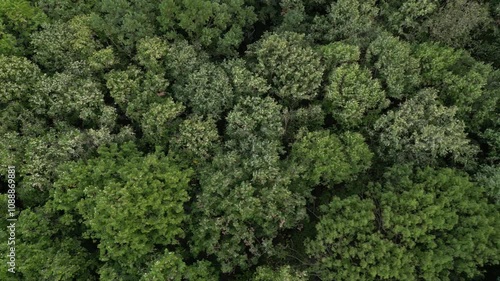 Aerial high angle foootage of swaying treetops in a forrest on a warm autumn day. Tree crowns swinging in the breeze and wind seen from above by a drone. Establishing shot of woods and nature.
