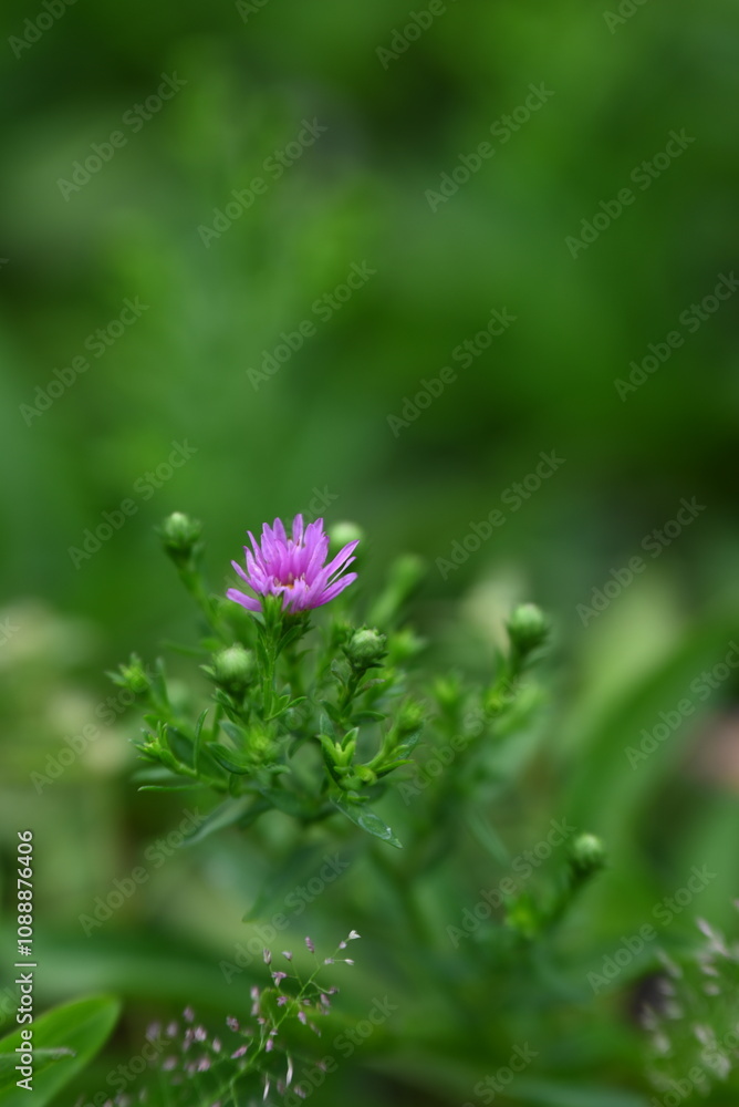 Obraz premium flower with drops