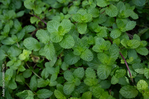 Wallpaper Mural green mint leaves Torontodigital.ca