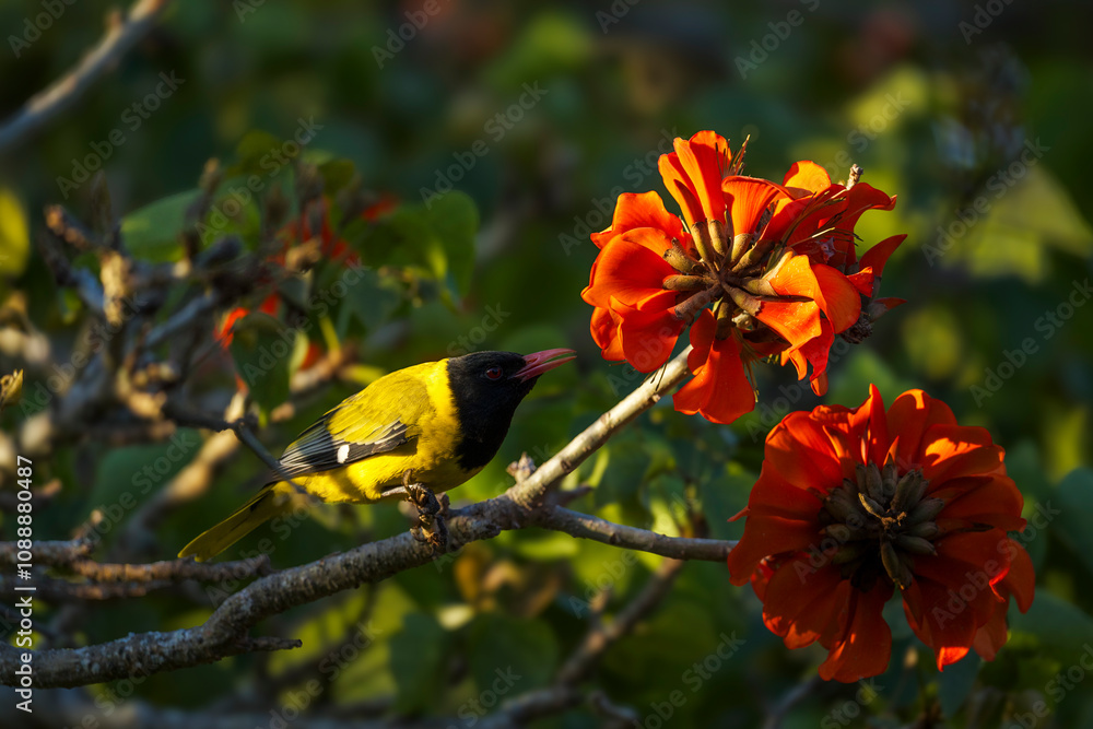 Φωτογραφία A black-headed oriole (Oriolus larvatus) feeding on nectar from a a coast coral tree (Erythrina caffra) flower near Wilderness, Garden Route, Western Cape