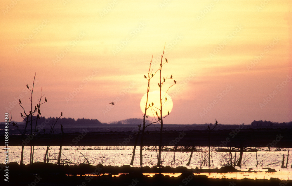 Naklejka premium Grand cormoran; coucher de soleil; lac d'Orient; Parc naturel régional de la forét d'Orient; region Champagne Ardennes; 10, Aube, France