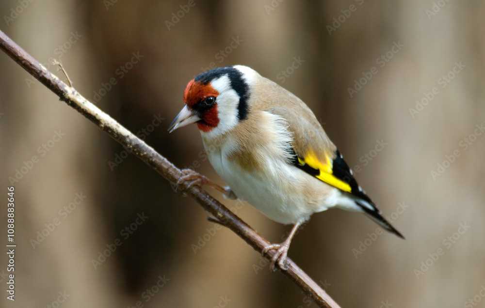 Chardonneret élégant,.Carduelis carduelis, European Goldfinch