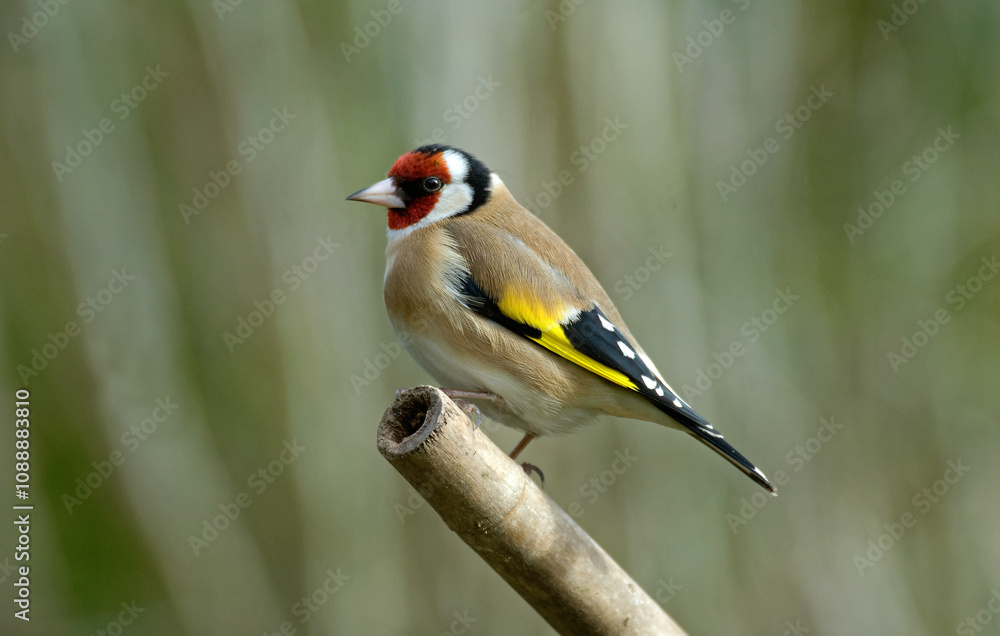 Fototapeta premium Chardonneret élégant,.Carduelis carduelis, European Goldfinch