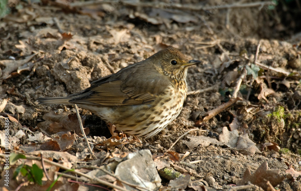 Grive musicienne,.Turdus philomelos, Song Thrush Grive musicienne,.Turdus philomelos, Song Thrush