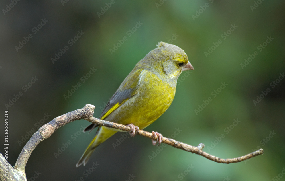 Verdier d'Europe,.Chloris chloris, European Greenfinch Verdier d'Europe,.Chloris chloris, European Greenfinch