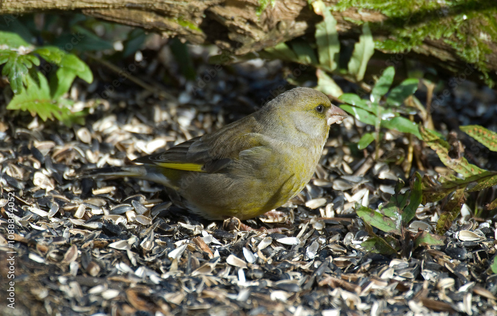 Verdier d'Europe,.Chloris chloris, European Greenfinch Verdier d'Europe,.Chloris chloris, European Greenfinch