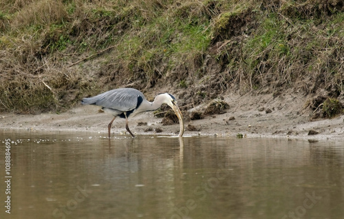 Héron cendré, anguille, Anguilla anguilla, Ardea cinerea, Grey Heron, photo