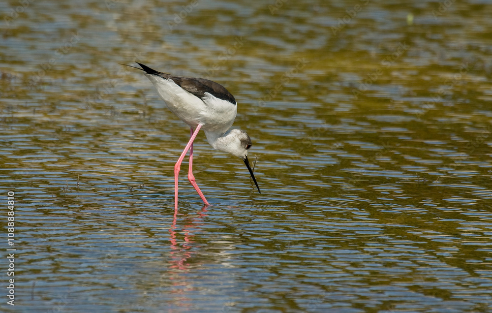 Fototapeta premium Echasse blanche, Himantopus himantopus, Black winged Stilt